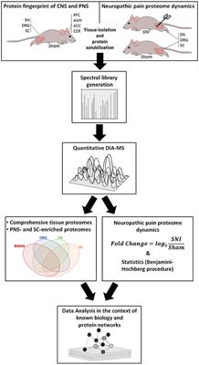 Region-Resolved Quantitative Proteome Profiling Reveals Molecular Dynamics Associated With Chronic Pain in the PNS and Spinal Cord